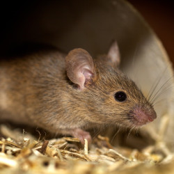 Mysz domowa