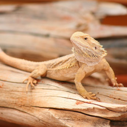 Agama brodata