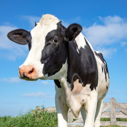 Holstein