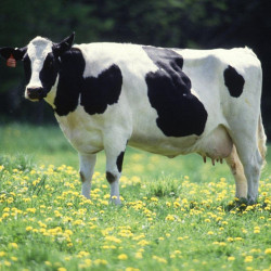 Holstein