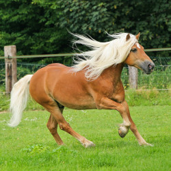 Koń rasy Haflinger