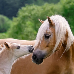Koń rasy Haflinger