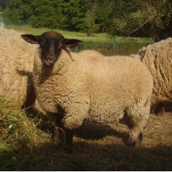 Owca rasy Suffolk