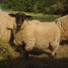 Owca rasy Suffolk