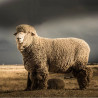 Owca rasy Merino