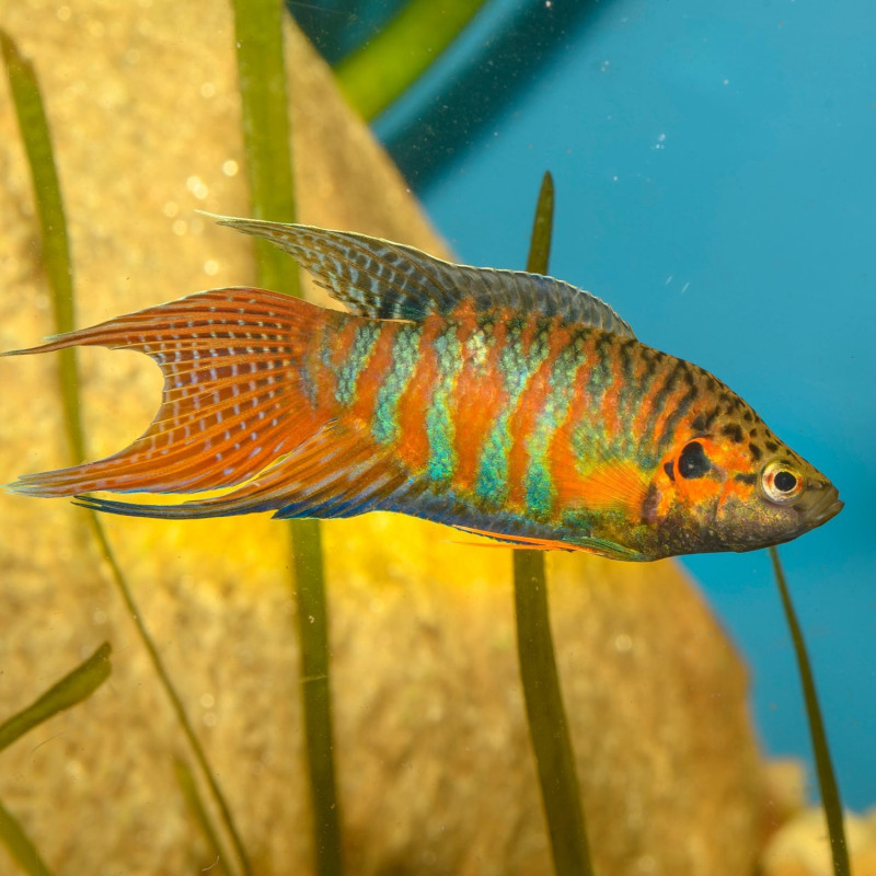 Macropodus opercularis