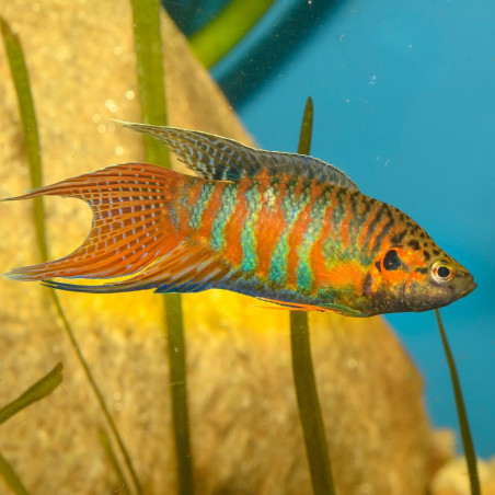 Macropodus opercularis